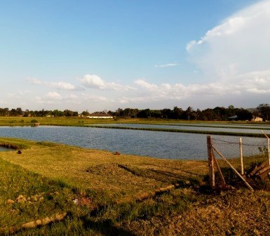 Sagana Fisheries（萨加纳渔业中心）-非行家旅行-Africa Wild Wander