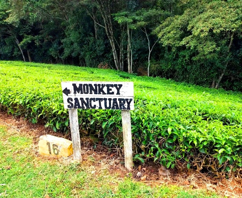 Tagabi Monkey Sanctuary（县域目的地）-非行家旅行-Africa Wild Wander
