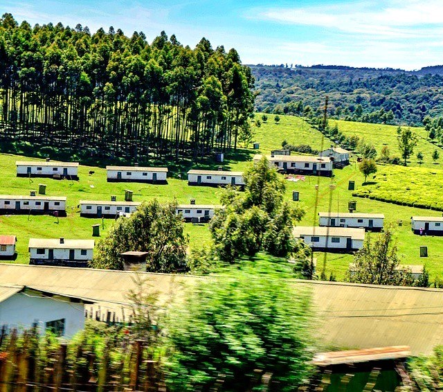 Chelimo Arboretum(森林 / 树木园)-非行家旅行-Africa Wild Wander