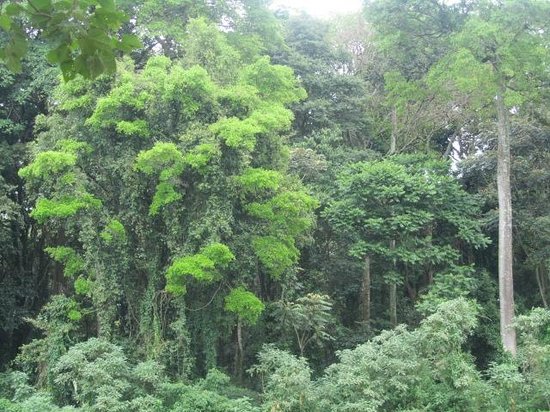 Kenya's Forests（水系 / 湖泊 / 海岸）-非行家旅行-Africa Wild Wander
