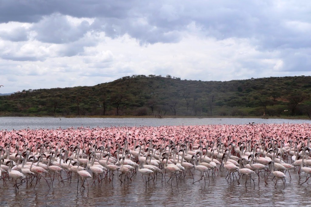 Lake Bogoria Spa Resort-非行家旅行-Africa Wild Wander