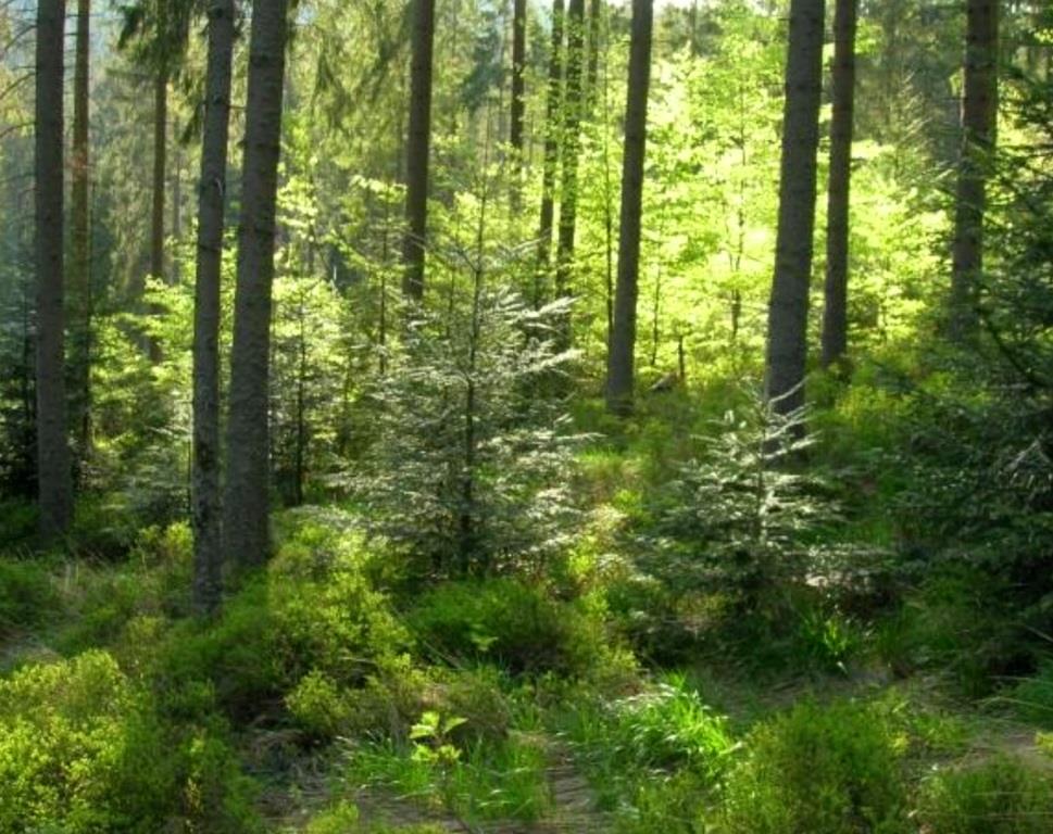 Witu Forest Reserve（保护区 / 海岸生态）-非行家旅行-Africa Wild Wander