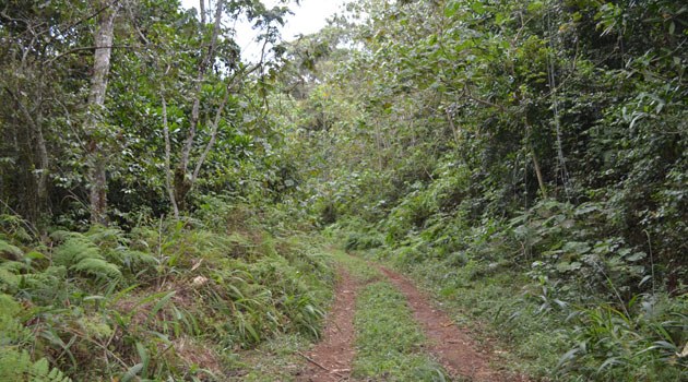 Irangi Forest Station（自然景观 / 徒步）-非行家旅行-Africa Wild Wander