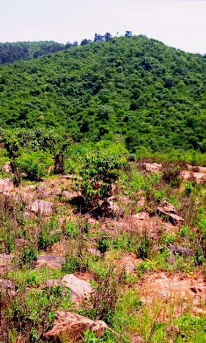 Murinduko Hill Forest(穆林杜科山森林)-非行家旅行-Africa Wild Wander