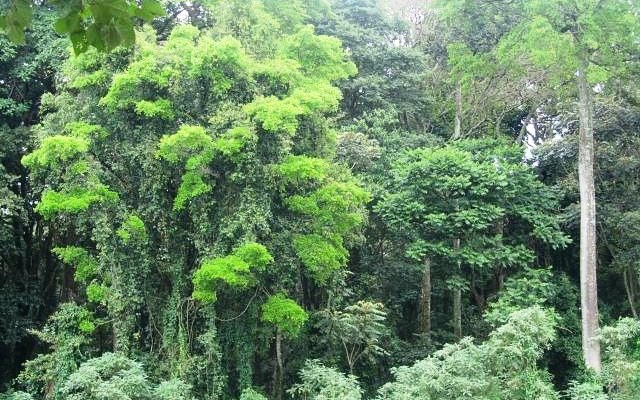 Kakamega Forest（卡卡梅加森林）-非行家旅行-Africa Wild Wander