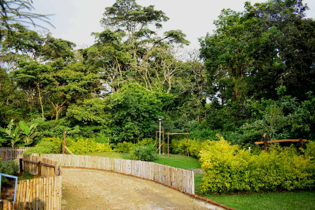 Kaimosi Forest(凯莫西森林)-非行家旅行-Africa Wild Wander