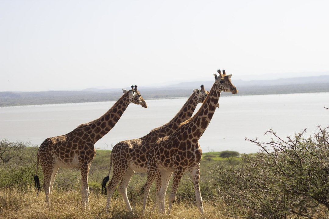 Ruko Conservancy-非行家旅行-Africa Wild Wander
