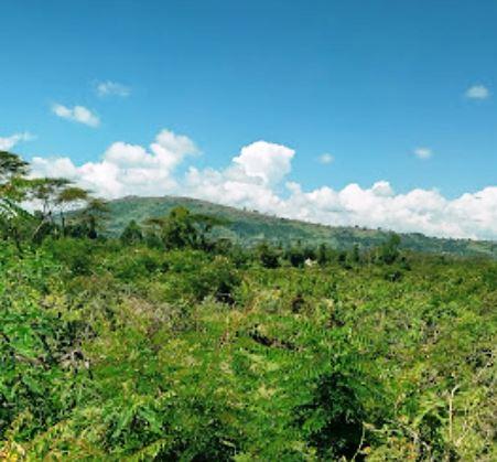 Chepalungu Forest（水系 / 湖泊 / 海岸）