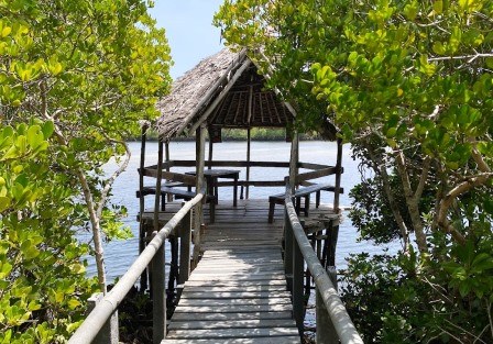 Gazi Women Mangrove Boardwalk（加齐女性红树林栈道）-非行家旅行-Africa Wild Wander