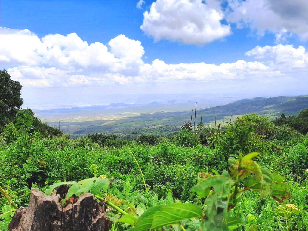 Dundori Forest（森林 / 水源地）-非行家旅行-Africa Wild Wander
