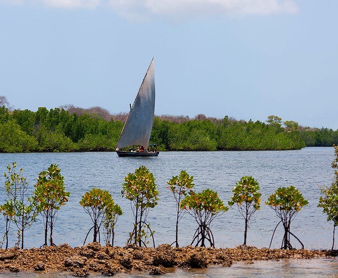 Mangrove Forests（保护区 / 海岸生态）-非行家旅行-Africa Wild Wander
