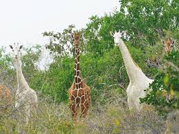 Ishaqbini Hirola Conservancy（自然景观 / 徒步）-非行家旅行-Africa Wild Wander
