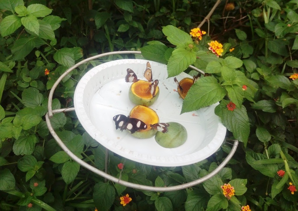 Kipepeo Butterfly Farm（自然景观 / 徒步）-非行家旅行-Africa Wild Wander