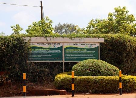 Weru Tea Factory（韦鲁茶厂）-非行家旅行-Africa Wild Wander