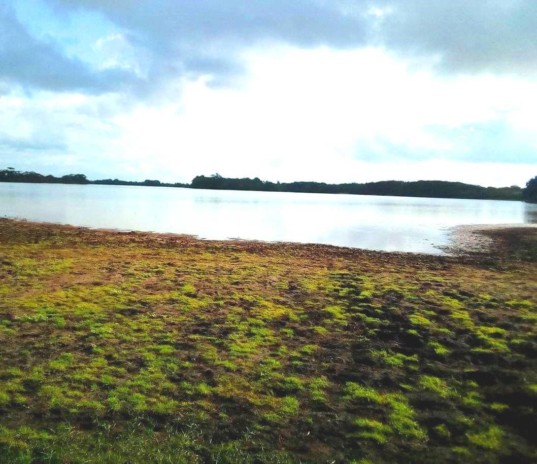 Lake Moa（水系 / 红树林）-非行家旅行-Africa Wild Wander