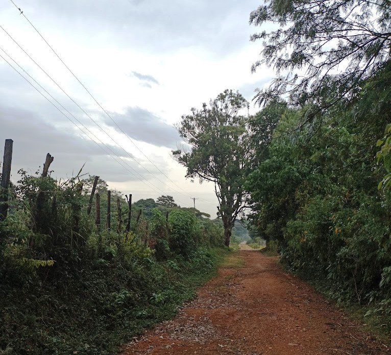 Kibiri Forest（基比里森林）-非行家旅行-Africa Wild Wander
