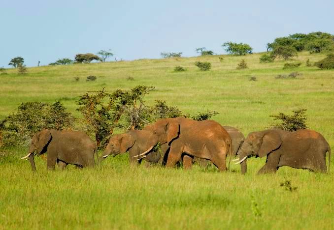 Lewa Wildlife Conservancy(莱瓦野生动物保护地)-非行家旅行-Africa Wild Wander