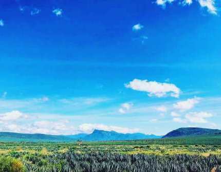 Teita Sisal Estate（农业 / 庄园）-非行家旅行-Africa Wild Wander