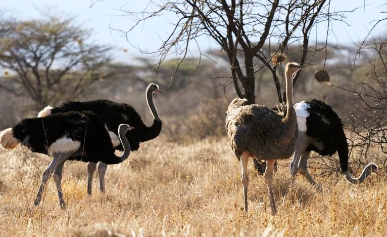 Shaba National Reserve（水系 / 湖泊 / 海岸）-非行家旅行-Africa Wild Wander