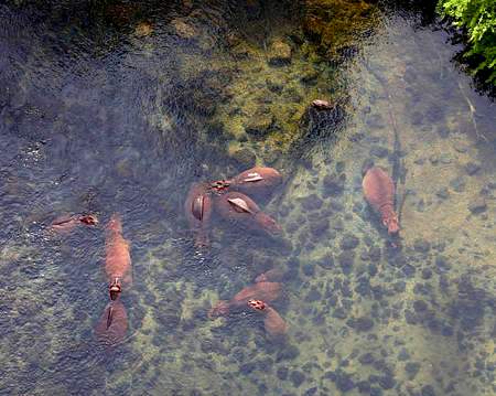 Yatta (Tsavo) Springs（Tsavo East / 野生动物）-非行家旅行-Africa Wild Wander