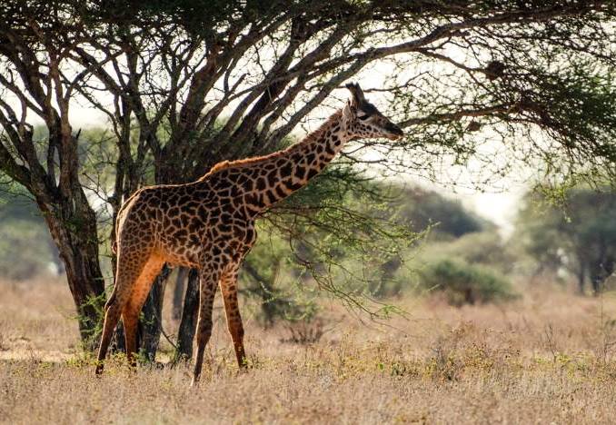 Shimba Hills National Reserve(辛巴山国家保护区)-非行家旅行-Africa Wild Wander