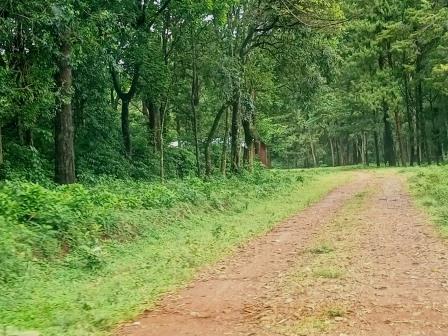 Malava Forest（马拉瓦森林）