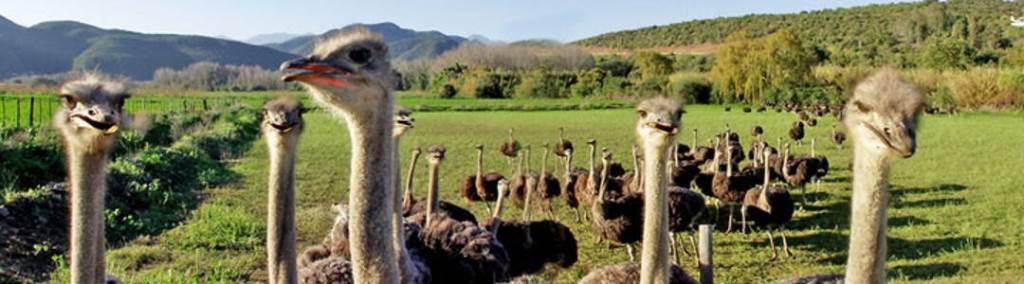 Kajiado County（县域概览）-非行家旅行-Africa Wild Wander