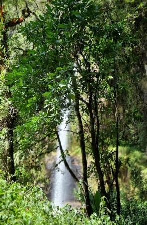 Ragia Forest Trail（拉吉亚森林步道）-非行家旅行-Africa Wild Wander