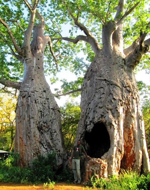 Twin Baobab Trees（Meru National Park / Safari）-非行家旅行-Africa Wild Wander