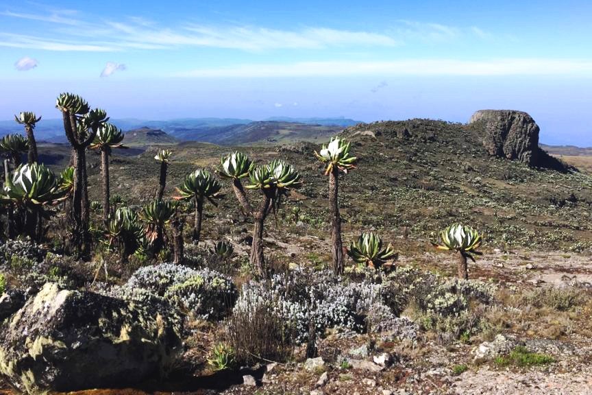Wagagai Peak Hike（瓦加盖峰徒步）-非行家旅行-Africa Wild Wander