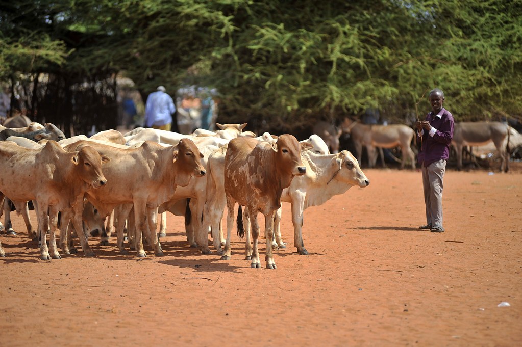 Wajir Livestock Market（县域目的地 / 专题资料）-非行家旅行-Africa Wild Wander