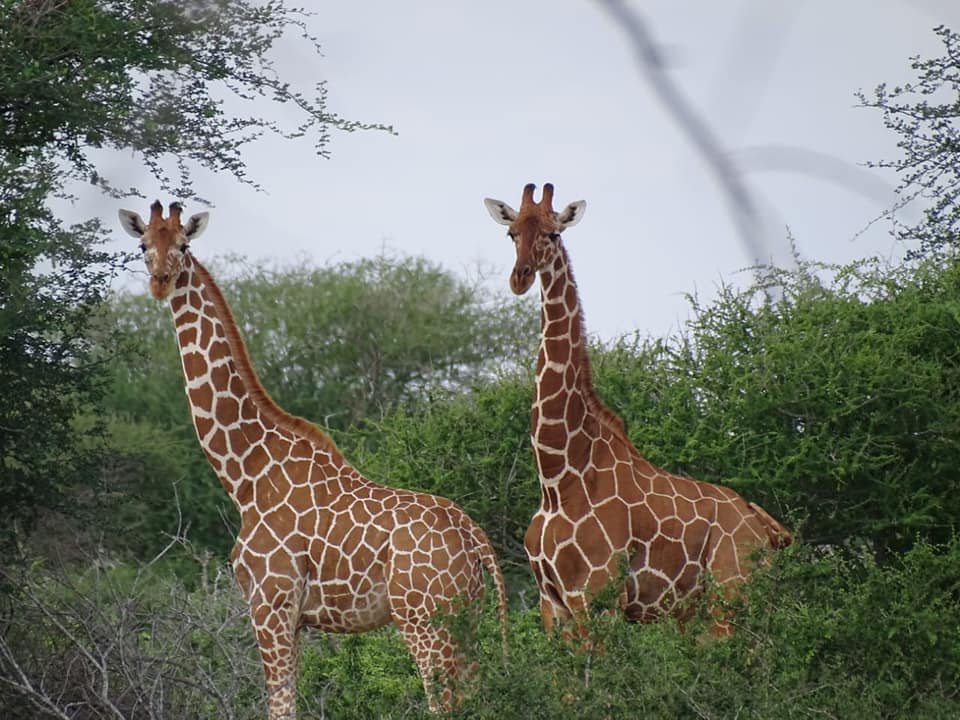 Bura East Conservancy（水系 / 湖泊 / 海岸）-非行家旅行-Africa Wild Wander