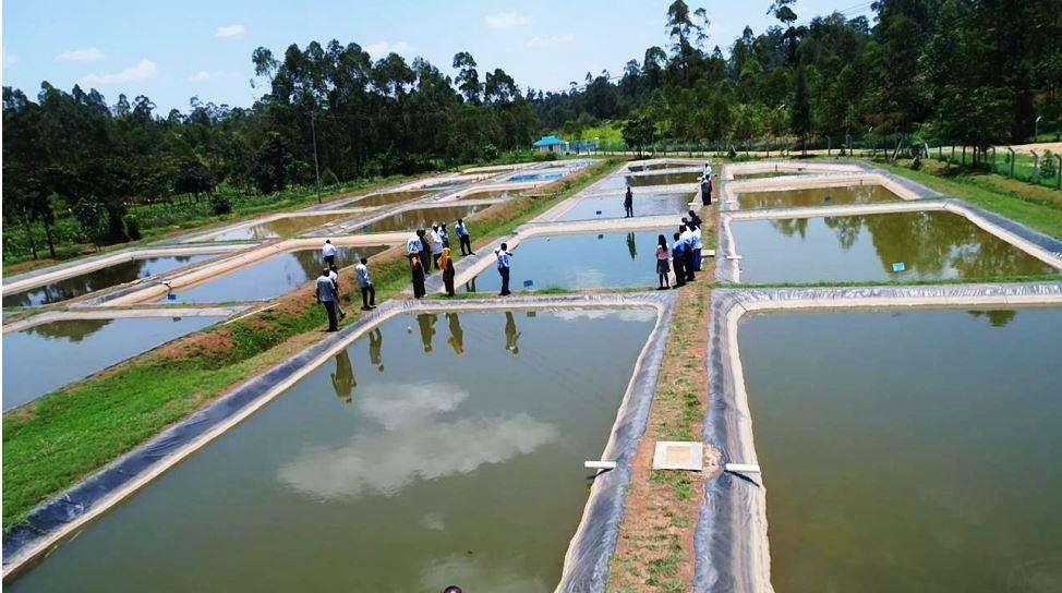 Mwitoko Fish Farm（姆维托科鱼场）-非行家旅行-Africa Wild Wander