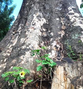 Mutunguruni Tree（穆通古鲁尼古树）-非行家旅行-Africa Wild Wander