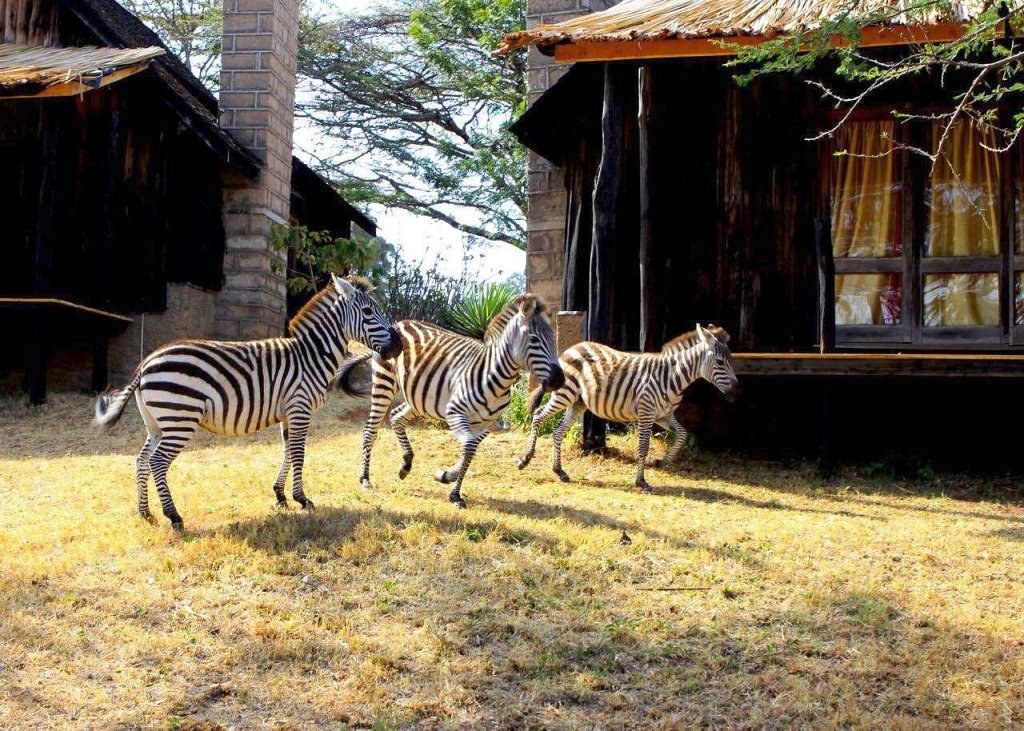 Maralal Safari Lodge（Maralal / Samburu 文化）-非行家旅行-Africa Wild Wander