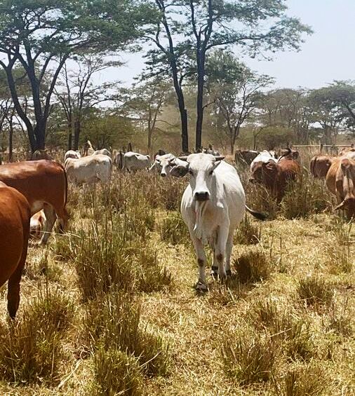 Kakuzi Boran Barn（农业 / 茶园体验）-非行家旅行-Africa Wild Wander
