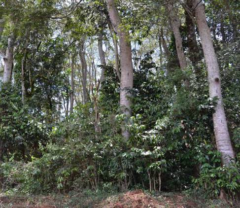 Forests of Kenya（自然景观 / 徒步）-非行家旅行-Africa Wild Wander