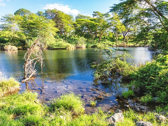 Mzima Springs（姆兹马泉）-非行家旅行-Africa Wild Wander