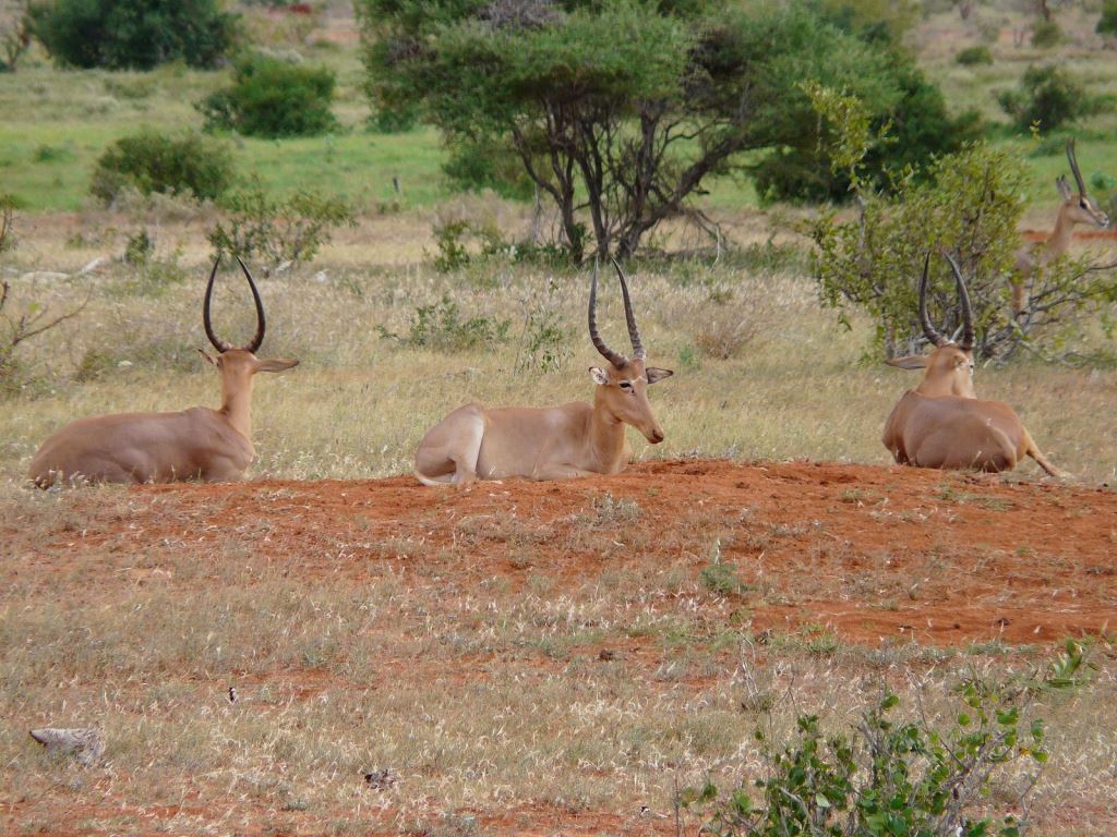 Arawale National Reserve（水系 / 湖泊 / 海岸）-非行家旅行-Africa Wild Wander
