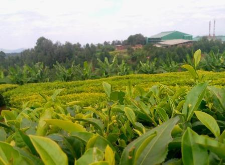 Weru Tea Factory（韦鲁茶厂）-非行家旅行-Africa Wild Wander