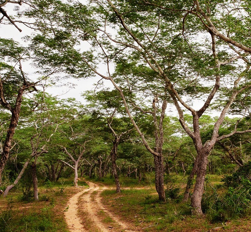 Dakatcha Woodland（水系 / 湖泊 / 海岸）-非行家旅行-Africa Wild Wander