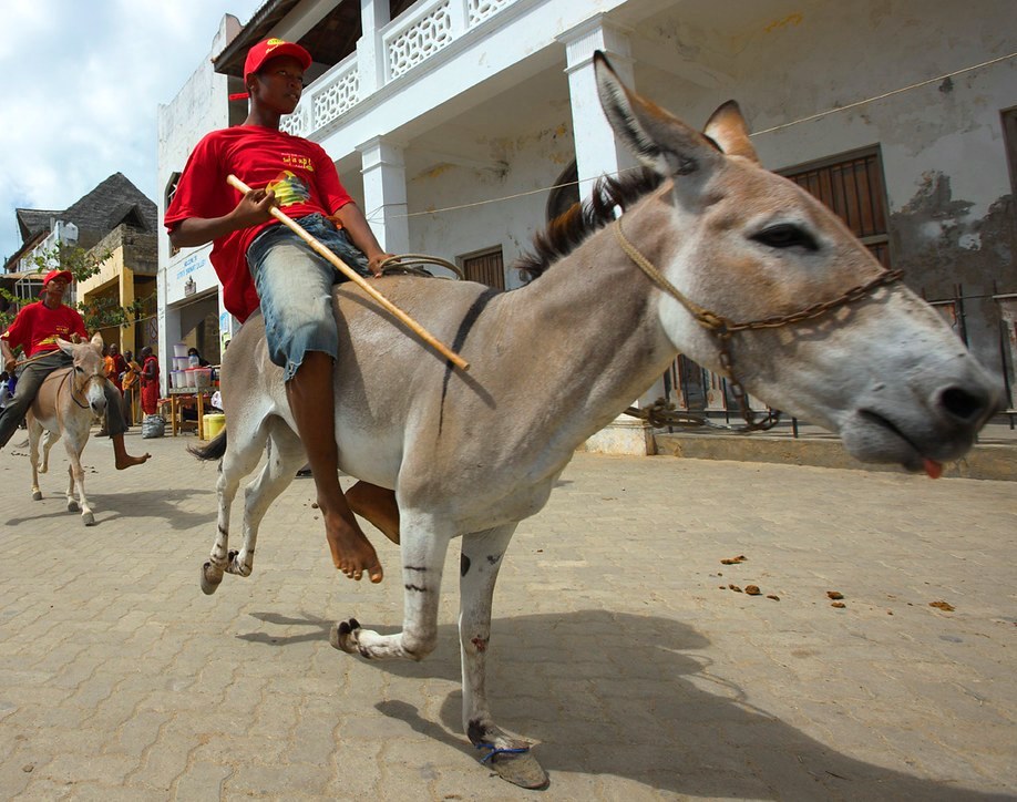 Festivals in Lamu(文化活动 / 日常生活)-非行家旅行-Africa Wild Wander