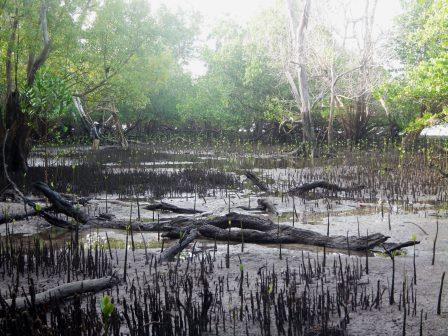Sii Island（海滩 / 岛屿）-非行家旅行-Africa Wild Wander