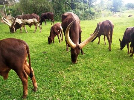 Kitale Nature Conservancy / Ndura Park（基塔莱自然保护地）-非行家旅行-Africa Wild Wander