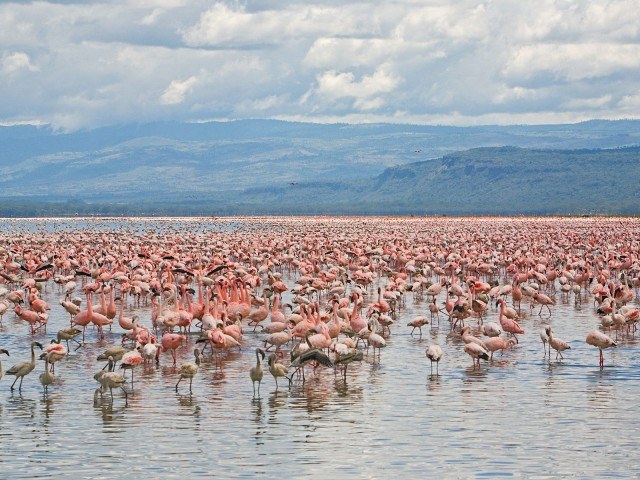 Mount Longonot National Park, Crescent Island Game Sanctuary, Hell's Gate National Park, L. Nakuru National Park, Bonjoge National Reserve（水系 / 湖泊 / 海岸）-非行家旅行-Africa Wild Wander