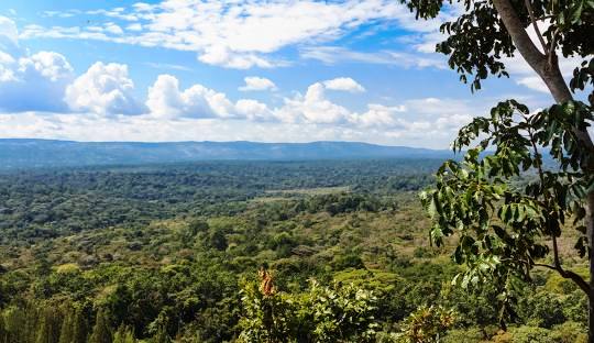 Kakamega Forest（卡卡梅加森林）-非行家旅行-Africa Wild Wander