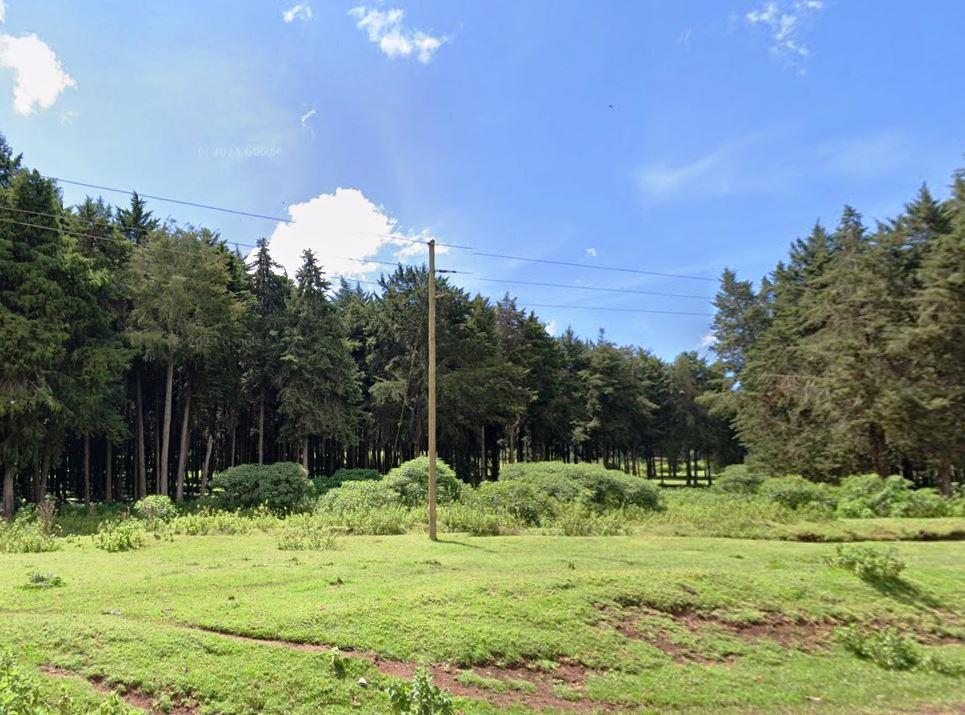 Mucheene Forest（森林 / 水源地）-非行家旅行-Africa Wild Wander
