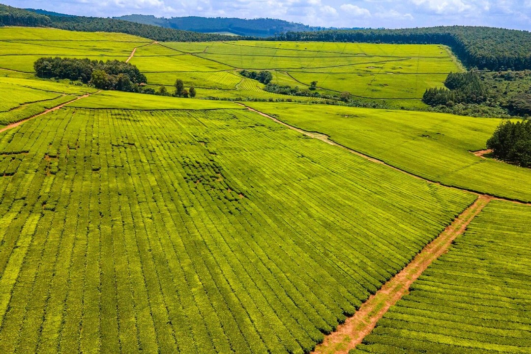 Kipkebe Tea Factory（旅行指南）-非行家旅行-Africa Wild Wander
