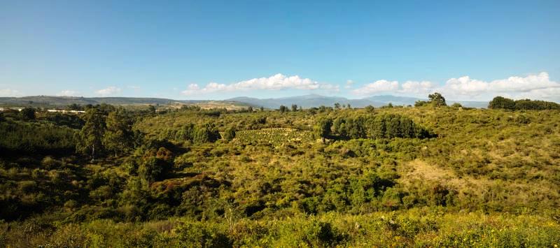 Mount Elgon Orchards（埃尔贡山果园）-非行家旅行-Africa Wild Wander