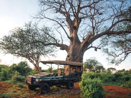 Twin Baobab Trees（Meru National Park / Safari）-非行家旅行-Africa Wild Wander